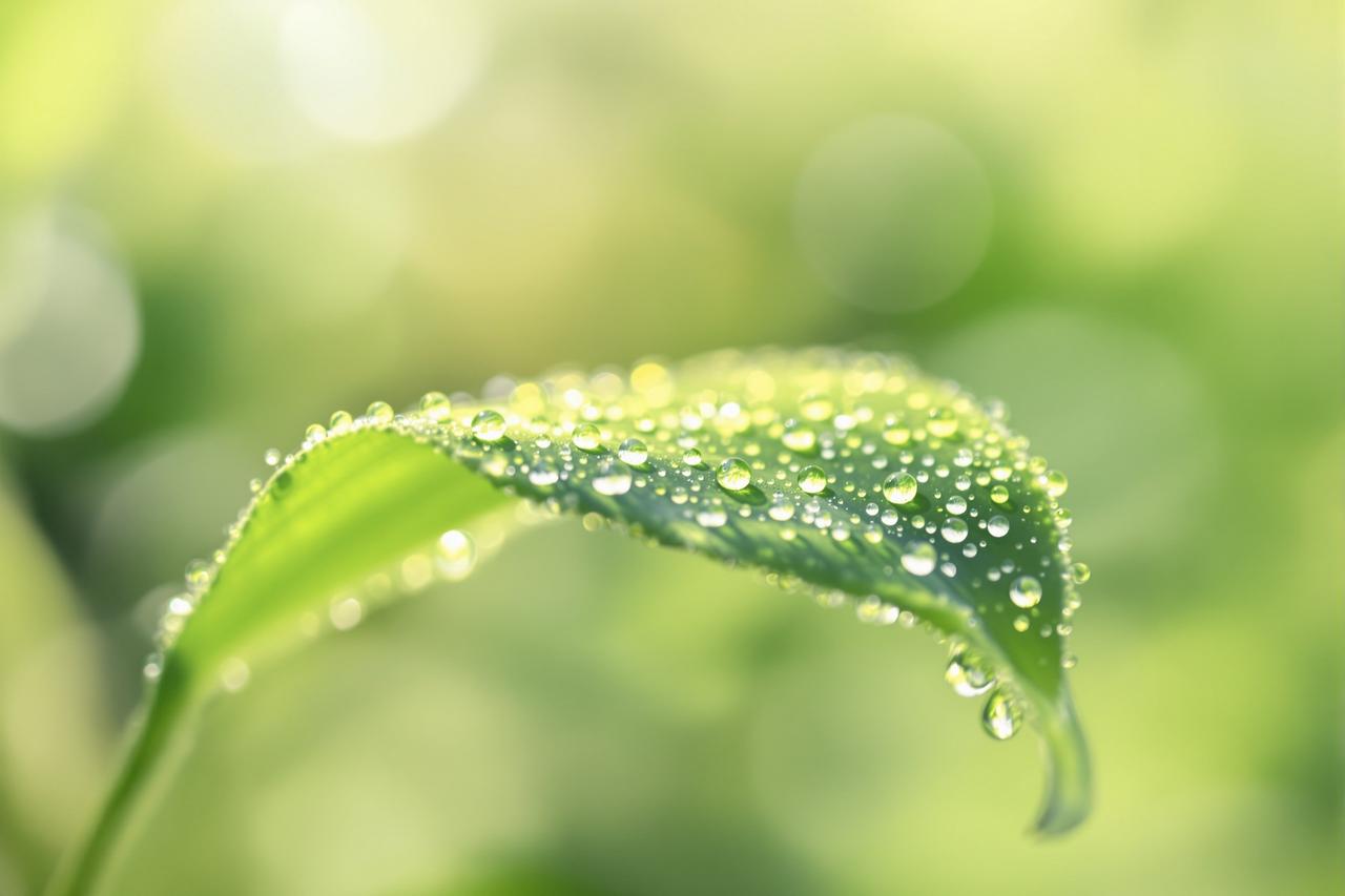 蜜露晨光:露珠里的微观宇宙 - 爱液影院 蜜露晨光:露珠里的微观宇宙